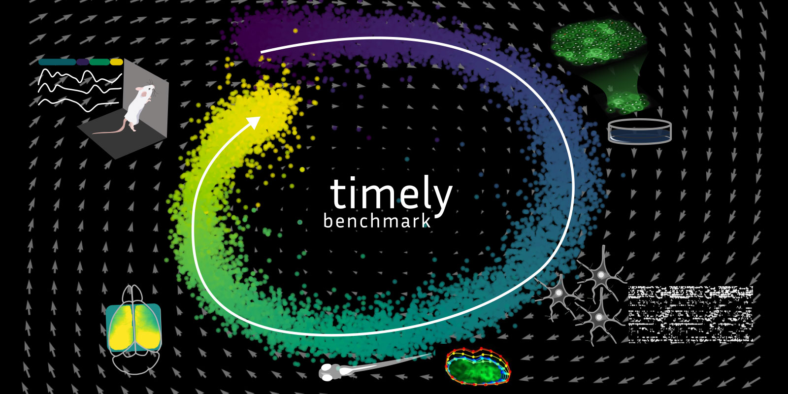 TIMELY: latent dynamics across behavior, brain imaging, and organoid recordings